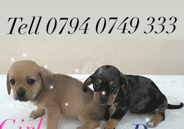 Pug cross Dachshund First and second vaccination. for sale in Leeds, West Yorkshire - Image 3