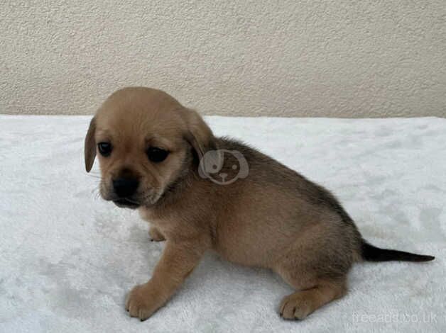 Pug cross Dachshund First and second vaccination. in Leeds for sale in Leeds, West Yorkshire - Image 4