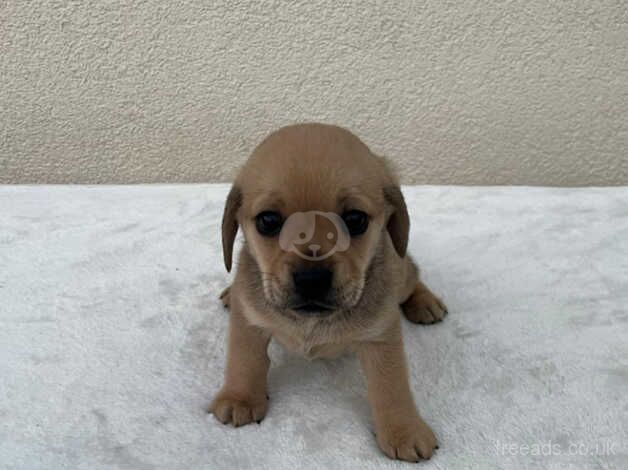 Pug cross Dachshund First and second vaccination. in Leeds for sale in Leeds, West Yorkshire - Image 5