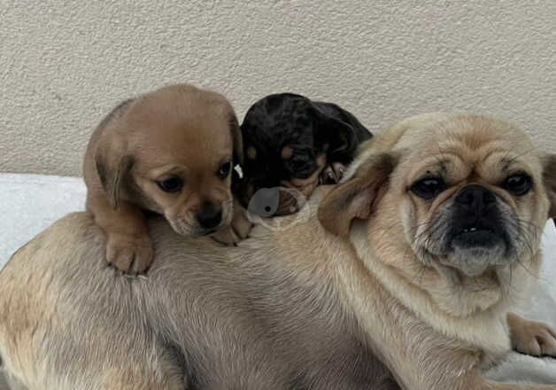 Pug cross Dachshund First and second vaccination. in Leeds for sale in Leeds, West Yorkshire - Image 2