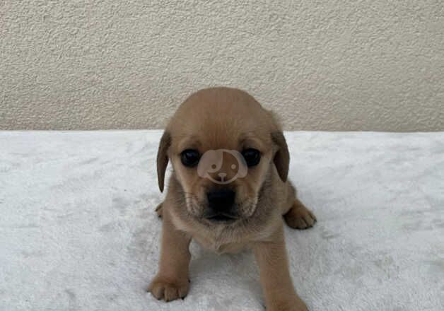 Pug cross Dachshund First and second vaccination. in Leeds for sale in Leeds, West Yorkshire - Image 5