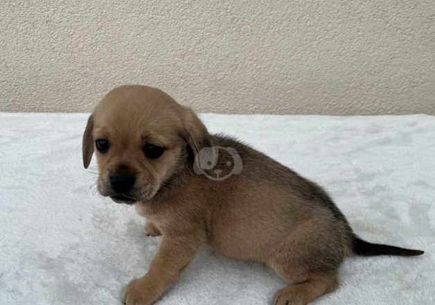 Pug cross Dachshund First and second vaccination. in Leeds in Leeds for sale in Leeds, West Yorkshire - Image 3