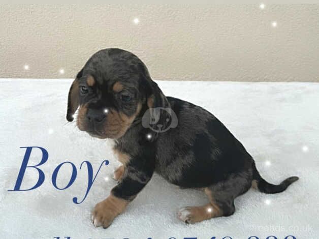 Pug cross Dachshund puppies for sale in Leeds, West Yorkshire - Image 1