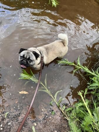 Pug cross french bulldog for sale in Market Drayton, Shropshire