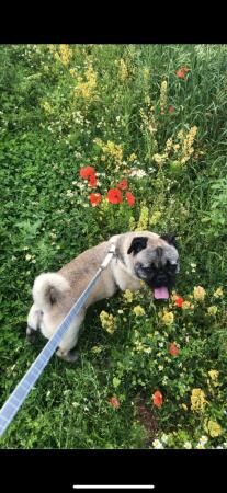 Pug cross french bulldog for sale in Market Drayton, Shropshire - Image 4