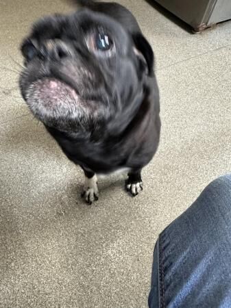 Pug cross french bulldog for sale in Blackpool, Lancashire