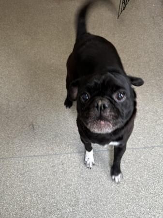 Pug cross french bulldog for sale in Blackpool, Lancashire - Image 2