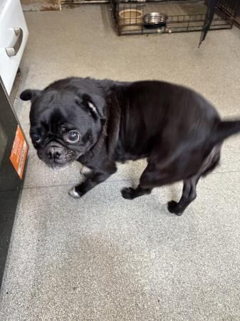 Pug cross french bulldog for sale in Blackpool, Lancashire - Image 3