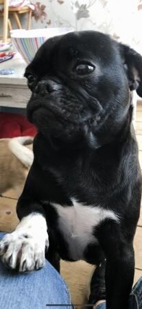 Pug cross french bulldog for sale in Blackpool, Lancashire - Image 4