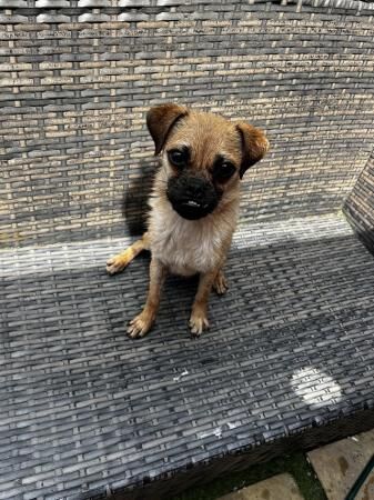 Pug cross terrier looking for forever home for sale in Sheerness, Kent