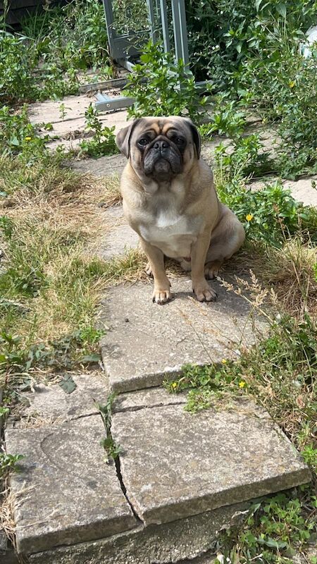 Pug dog for sale in Portsmouth, Hampshire - Image 1