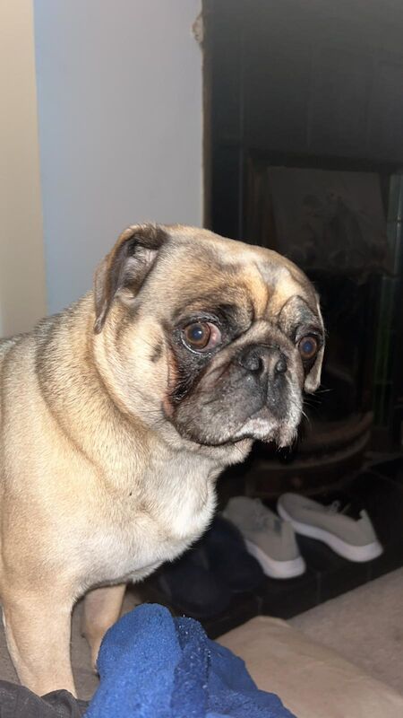 Pug dog for sale in Portsmouth, Hampshire - Image 2