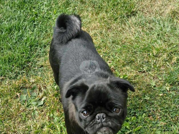 Pug female 3 1/2 years old £250 for sale in Pontefract, West Yorkshire