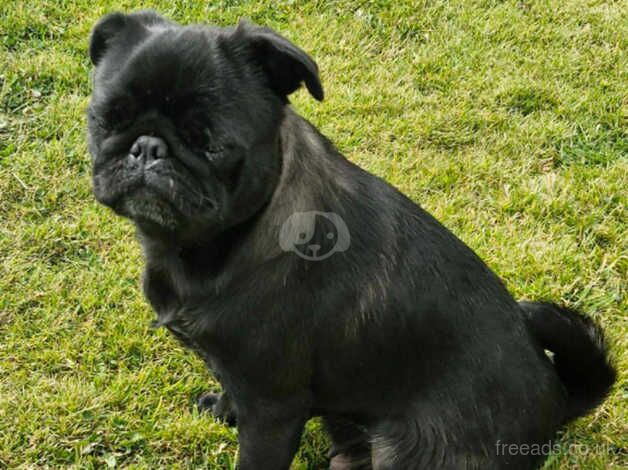 Pug female 3 1/2 years old £250 for sale in Pontefract, West Yorkshire - Image 2