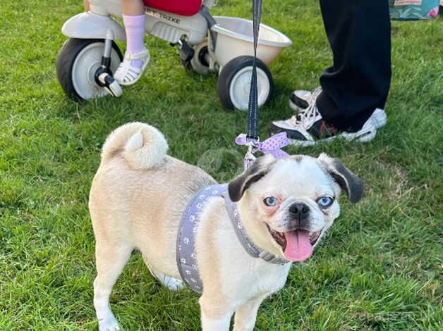 Pug-Female Panda for sale in Stoke-on-Trent, Staffordshire