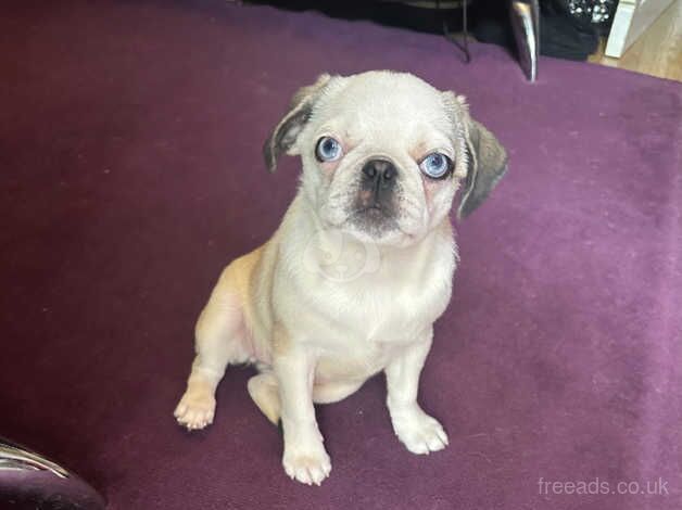 Pug-Female Panda for sale in Stoke-on-Trent, Staffordshire - Image 3