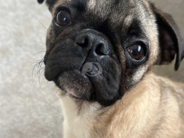 Pug for rehoming for sale in Birmingham, West Midlands