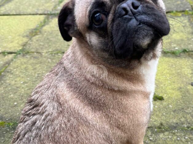 Pug for rehoming for sale in Birmingham, West Midlands - Image 2