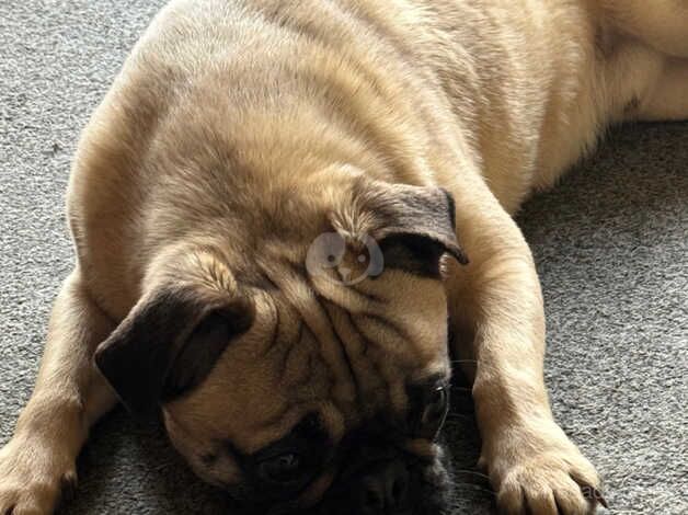 Pug for rehoming for sale in Birmingham, West Midlands - Image 3