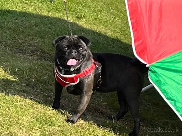 Pug for sale in Derby, Derbyshire - Image 3