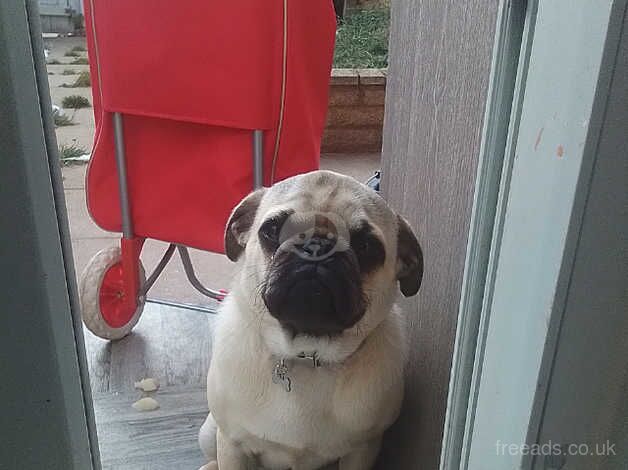 Pug for sale in Kettering, Northamptonshire - Image 3