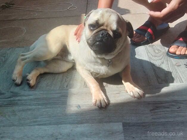 Pug for sale in Kettering, Northamptonshire - Image 4