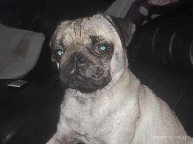 Pug for sale in Middlewich, Cheshire