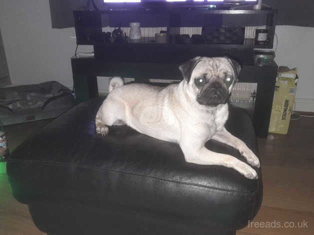 Pug for sale in Middlewich, Cheshire - Image 2