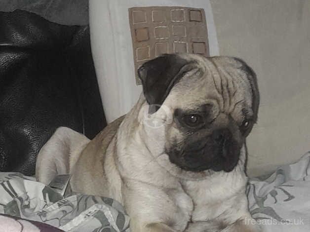 Pug for sale in Middlewich, Cheshire - Image 4