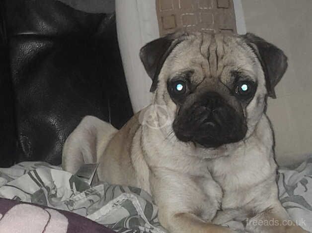 Pug for sale in Middlewich, Cheshire - Image 5