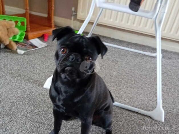 Pug for sale in Pontefract, West Yorkshire