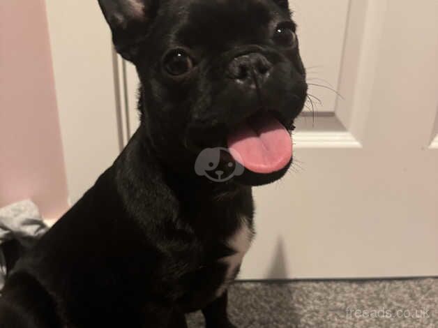 Pug/frenchie for sale in Chorley, Lancashire - Image 1