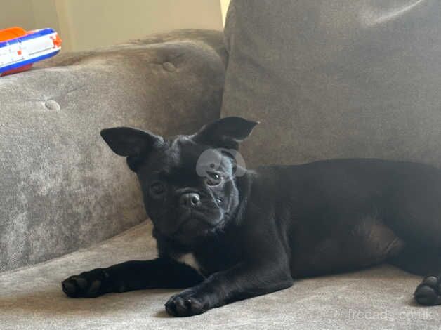 Pug/frenchie for sale in Chorley, Lancashire - Image 2