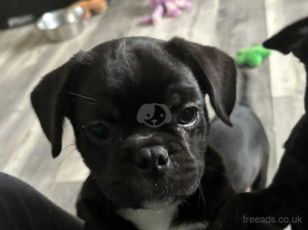 Pug/ frenchie mix READY NOW!!! for sale in Rugby, Warwickshire - Image 1