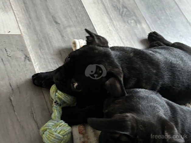 Pug/ frenchie mix READY NOW!!! for sale in Rugby, Warwickshire - Image 3