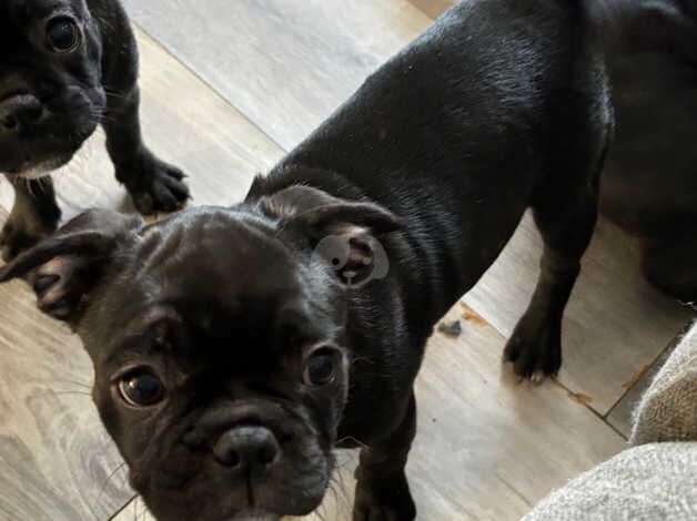 Pug/ frenchie mix READY NOW!!! for sale in Rugby, Warwickshire - Image 4