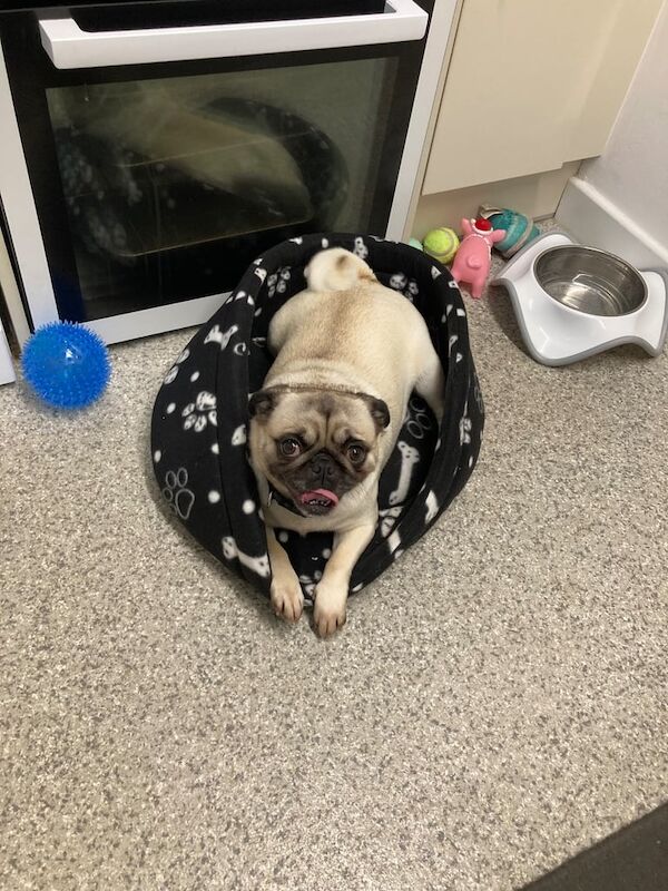 Pug girl for sale in Hythe, Hampshire - Image 2