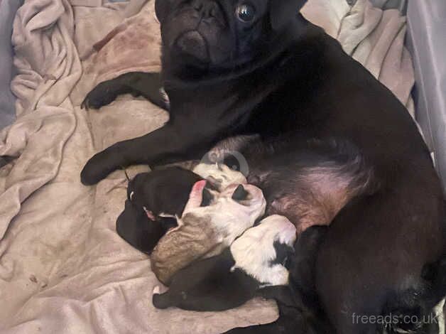 PUG**** Gorgeous black girl for sale in Scunthorpe, Lincolnshire - Image 4