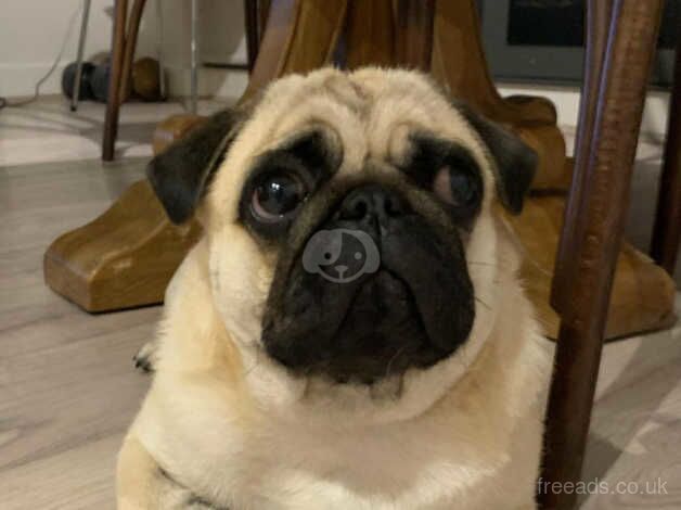 Pug for sale in Caerphilly, Caerphilly - Image 1