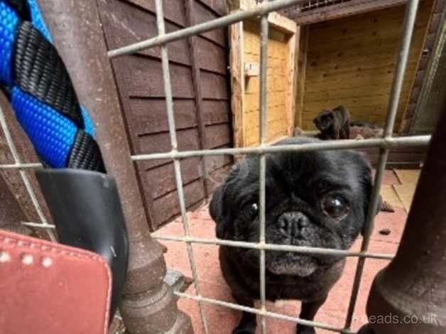 Pug for sale in Darlington, County Durham - Image 1