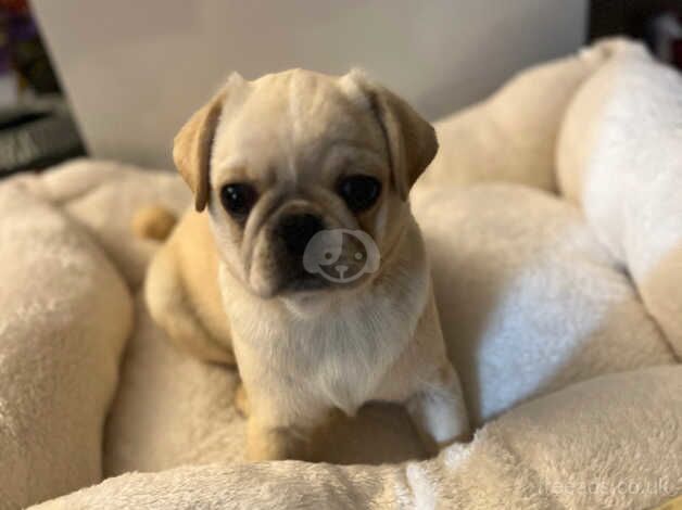 Pug for sale in Leeds, West Yorkshire