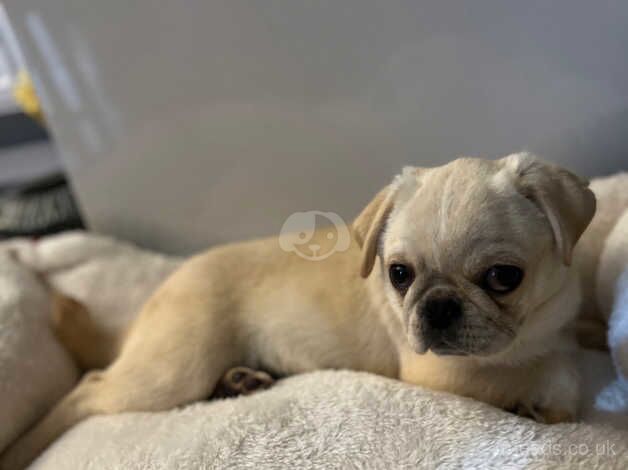 Pug for sale in Leeds, West Yorkshire - Image 2