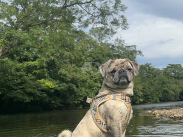 Pug for sale in Sunderland, Cumbria - Image 1