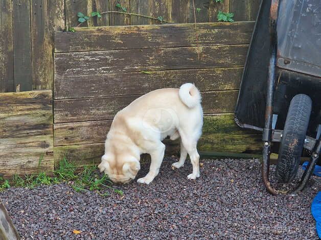 Pugs for sale in Tonypandy, Rhondda Cynon Taf