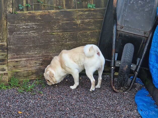 KC Registered Pug Puppies for sale in Rhondda Cynon Taf