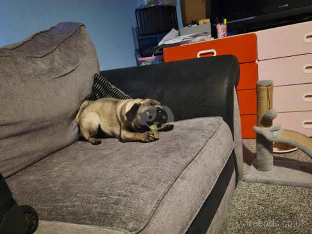 Pug looking for loving home for sale in Lincoln, Lincolnshire