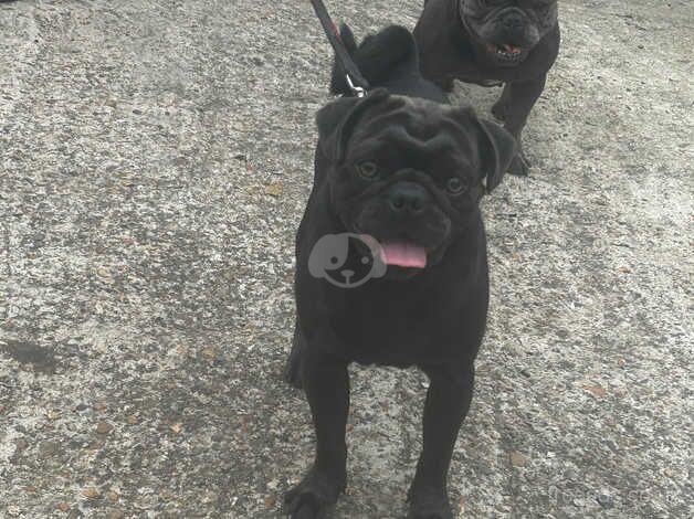 Pug male for sale in Dartford, Kent - Image 2