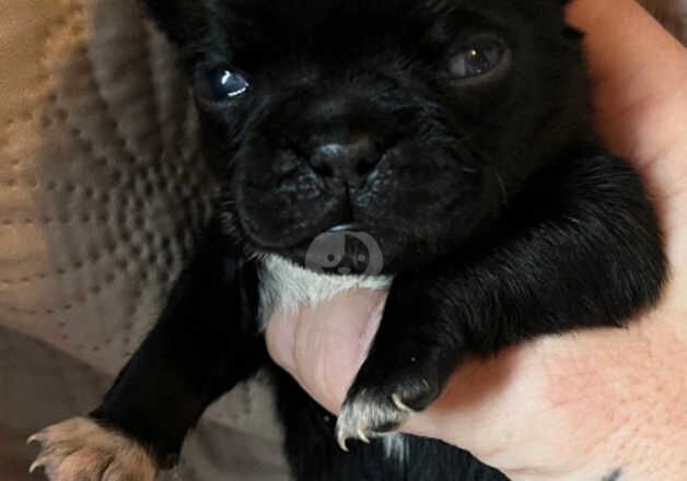 Pug puppie for sale in Great Yarmouth, Norfolk - Image 3