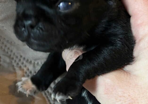 Pug Puppies for sale