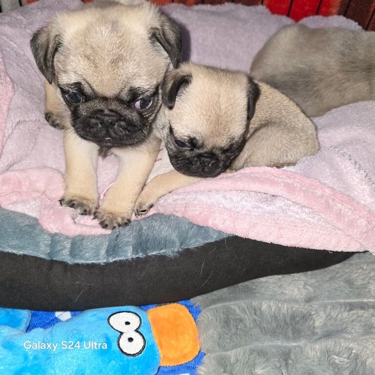 Pug puppies for sale in New Tredegar, Caerphilly